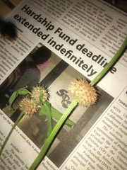 Leucas martinicensis