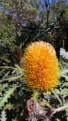 Banksia ashbyi