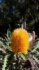 Banksia ashbyi