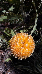 Banksia ashbyi