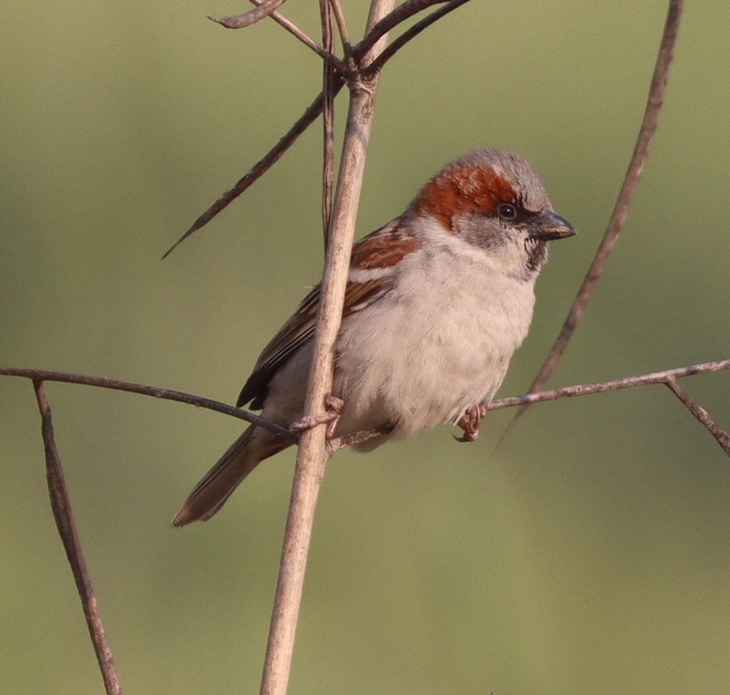 Sind Sparrow (Passer pyrrhonotus) photo