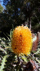 Banksia ashbyi