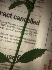 Leucas martinicensis