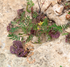 Hippocrepis multisiliquosa