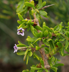 Lycium schweinfurthii