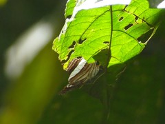 Adelpha naxia