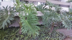 Philodendreae