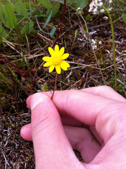 Crocidium multicaule