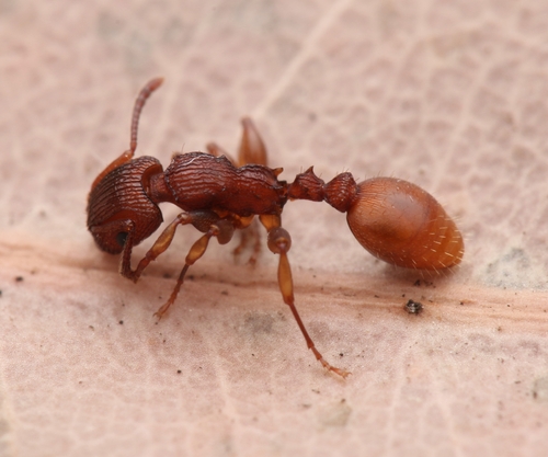 Podomyrma ferrugineaPodomyrma ferruginea