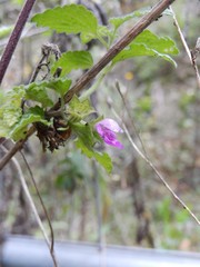 Ballota nigra