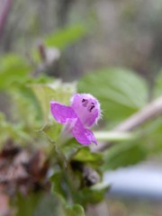 Ballota nigra