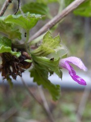 Ballota nigra
