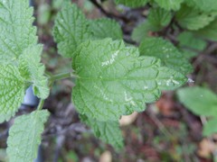 Ballota nigra