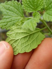 Ballota nigra