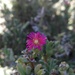 Delosperma aereum - Photo (c) Luc Strydom, some rights reserved (CC BY-NC), uploaded by Luc Strydom