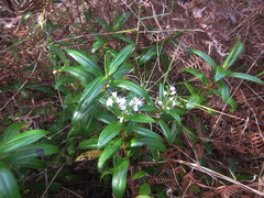 Veronica adamsii