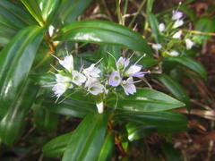 Veronica adamsii