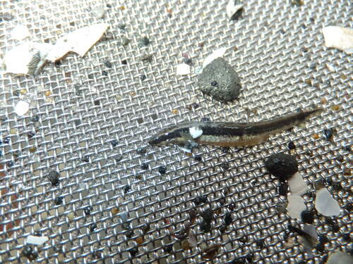 Gill's goby (Eutaeniichthys gilli) — Gobiidae — 3