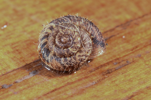 European Snail