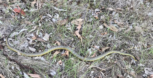 Common Tree Snake sighting