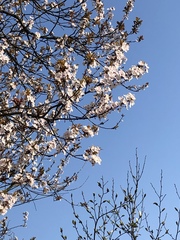 Prunus avium