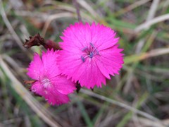 Dianthus balbisii