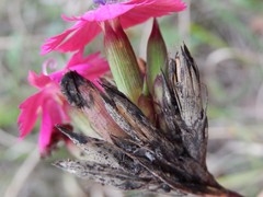 Dianthus balbisii