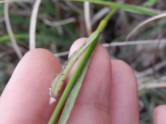 Dianthus balbisii