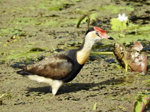 Irediparra gallinacea
