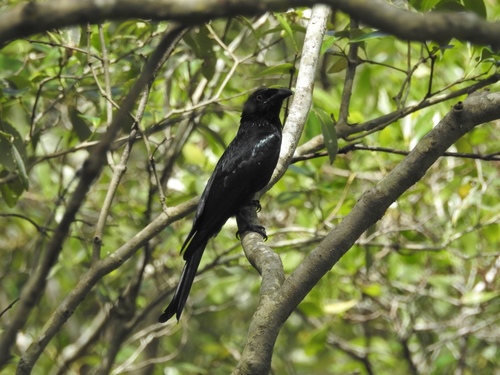 Dicrurus bracteatus