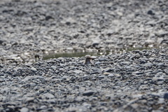 Chlidonias albostriatus