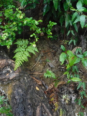 Leiocephalus melanochlorus