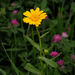 Mediterranean Marigold - Photo (c) Ron Frumkin, some rights reserved (CC BY-NC), uploaded by Ron Frumkin