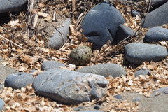 Chlidonias albostriatus