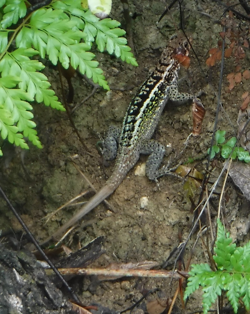 Jeremie Curlytail Lizard