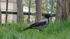 Corvus cornix