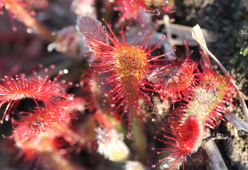 Drosera oblanceolata (Drosera oblanceolata)