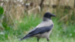 Corvus cornix