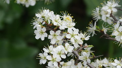 Angiospermae