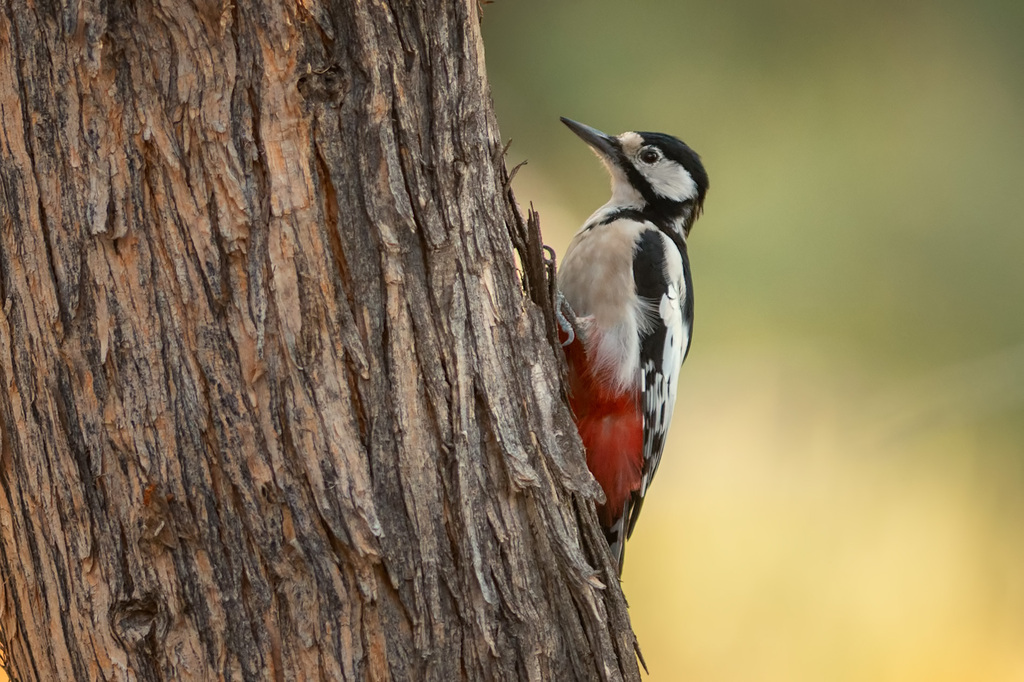 White-winged Woodpecker photo