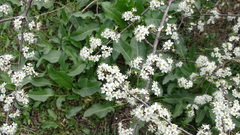 Angiospermae