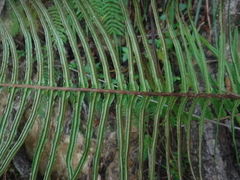 Pteris longifolia