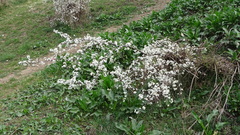 Angiospermae
