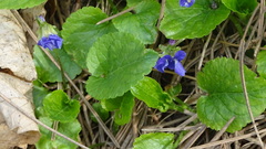 Viola odorata