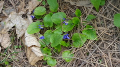 Viola odorata