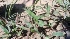 Urochloa panicoides