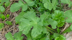 Angiospermae