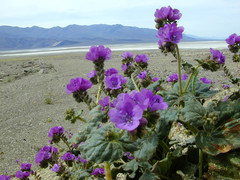 Phacelia calthifolia