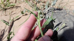 Urochloa panicoides