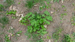 Angiospermae